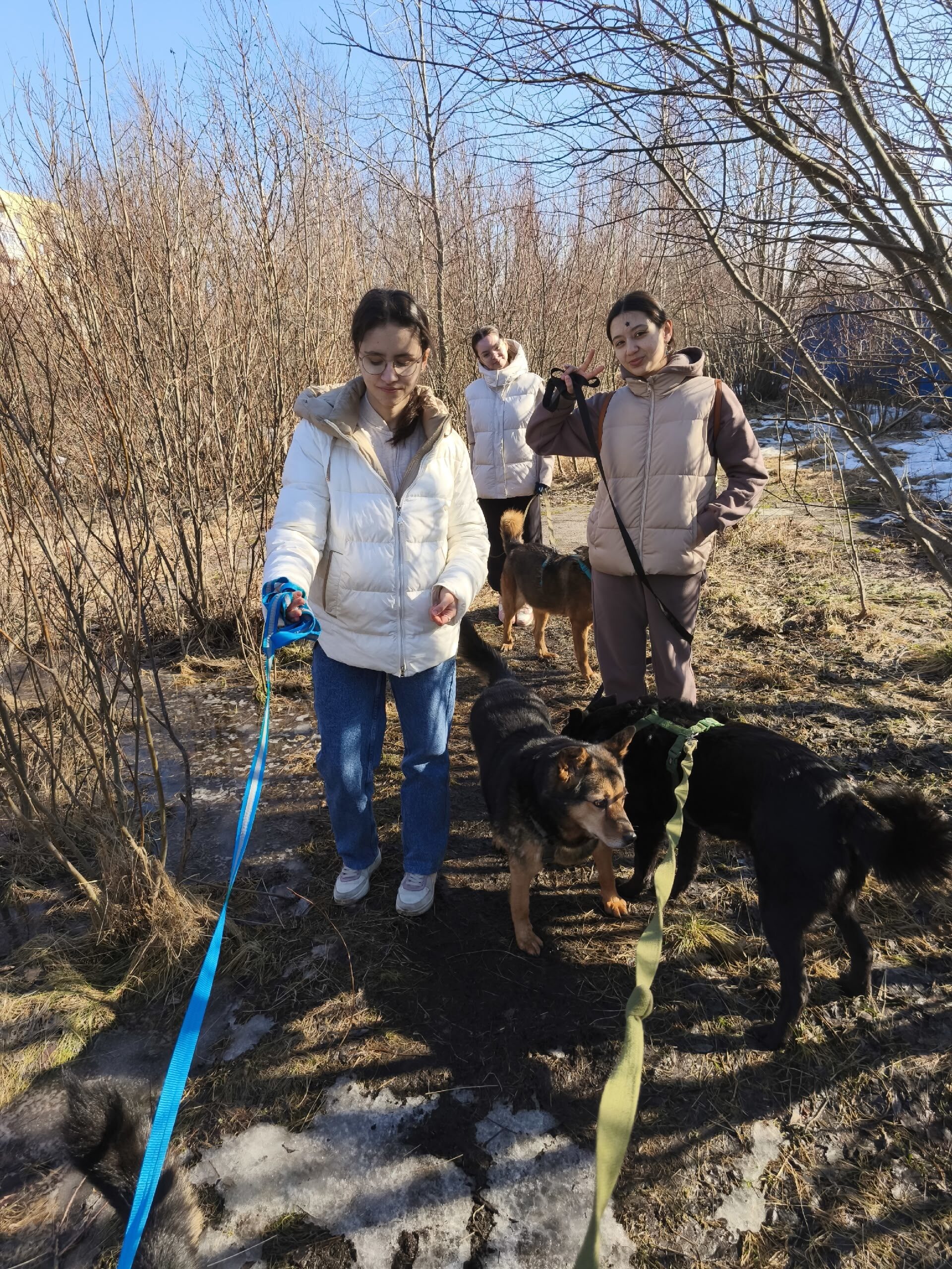 Студенты факультета оказали помощь приюту для животных «Ржевка»